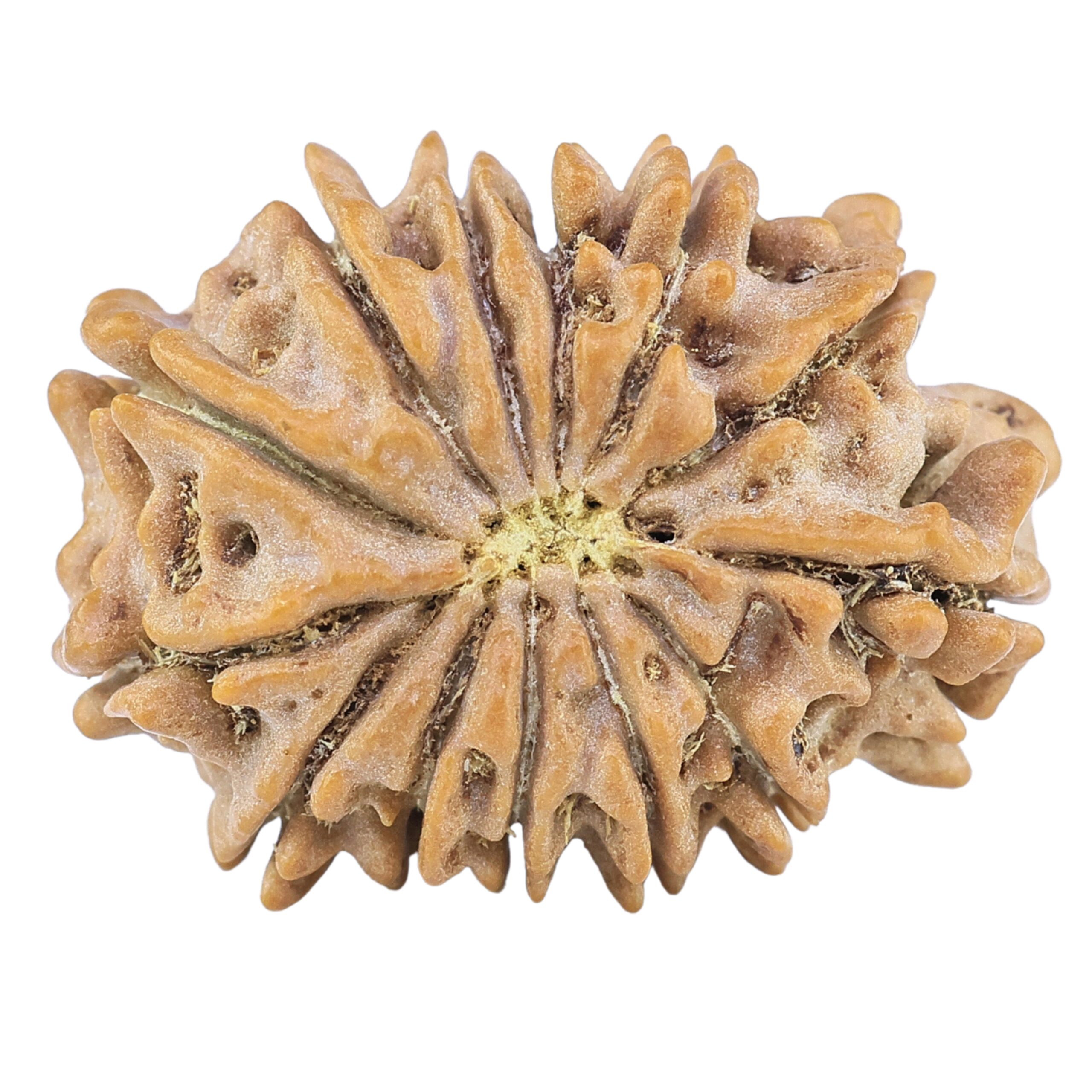 13 Mukhi Rudraksha 22.4mm 2.45gm - Rudraksha back