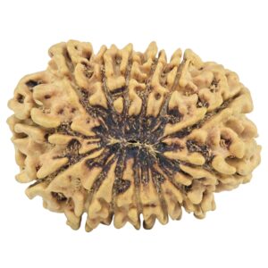 14 Mukhi Rudraksha 29.3mm 4.4gm - Rudraksha back