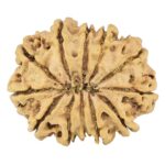 12 Mukhi Rudraksha 27.3mm 3.88gm - Rudraksha back
