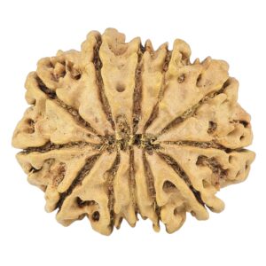 12 Mukhi Rudraksha 27.3mm 3.88gm - Rudraksha back