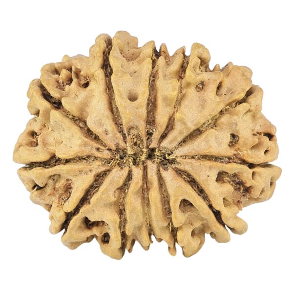 12 Mukhi Rudraksha 27.3mm 3.88gm - Rudraksha back