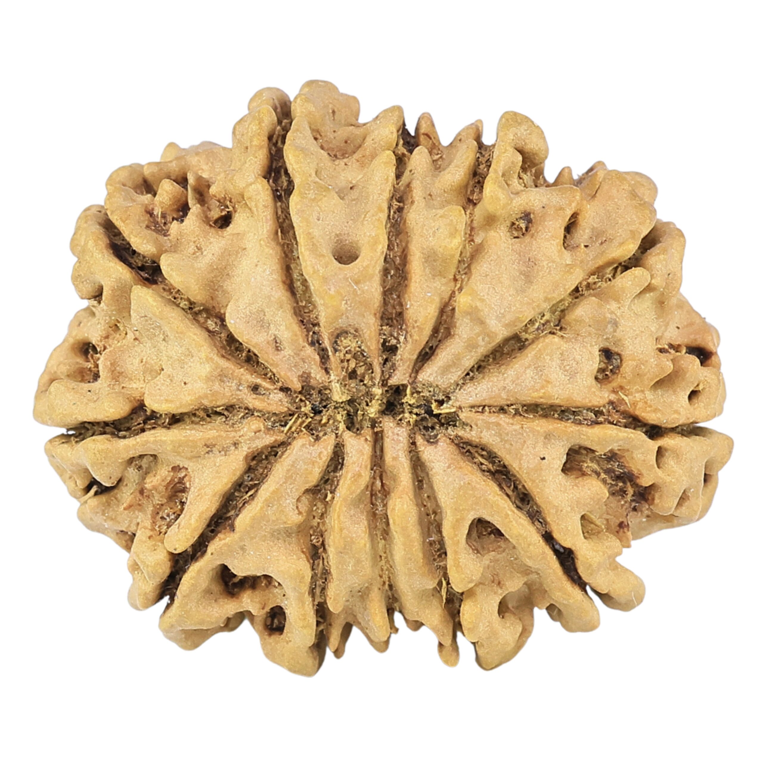 12 Mukhi Rudraksha 27.3mm 3.88gm - Rudraksha back
