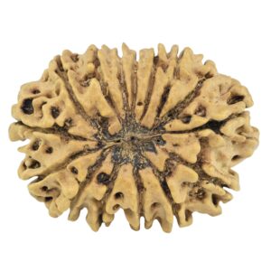 14 Mukhi Rudraksha 28.1mm 3.39gm - Rudraksha back