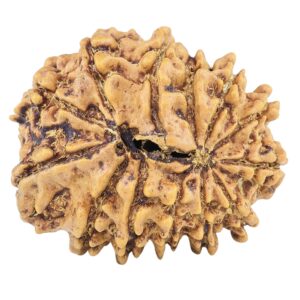13 Mukhi Rudraksha 22.8mm 2.69gm - Rudraksha back