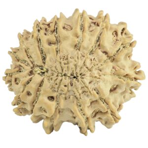 14 Mukhi Rudraksha 27.1mm 4gm - Origin: Nepal - Rudraksha back