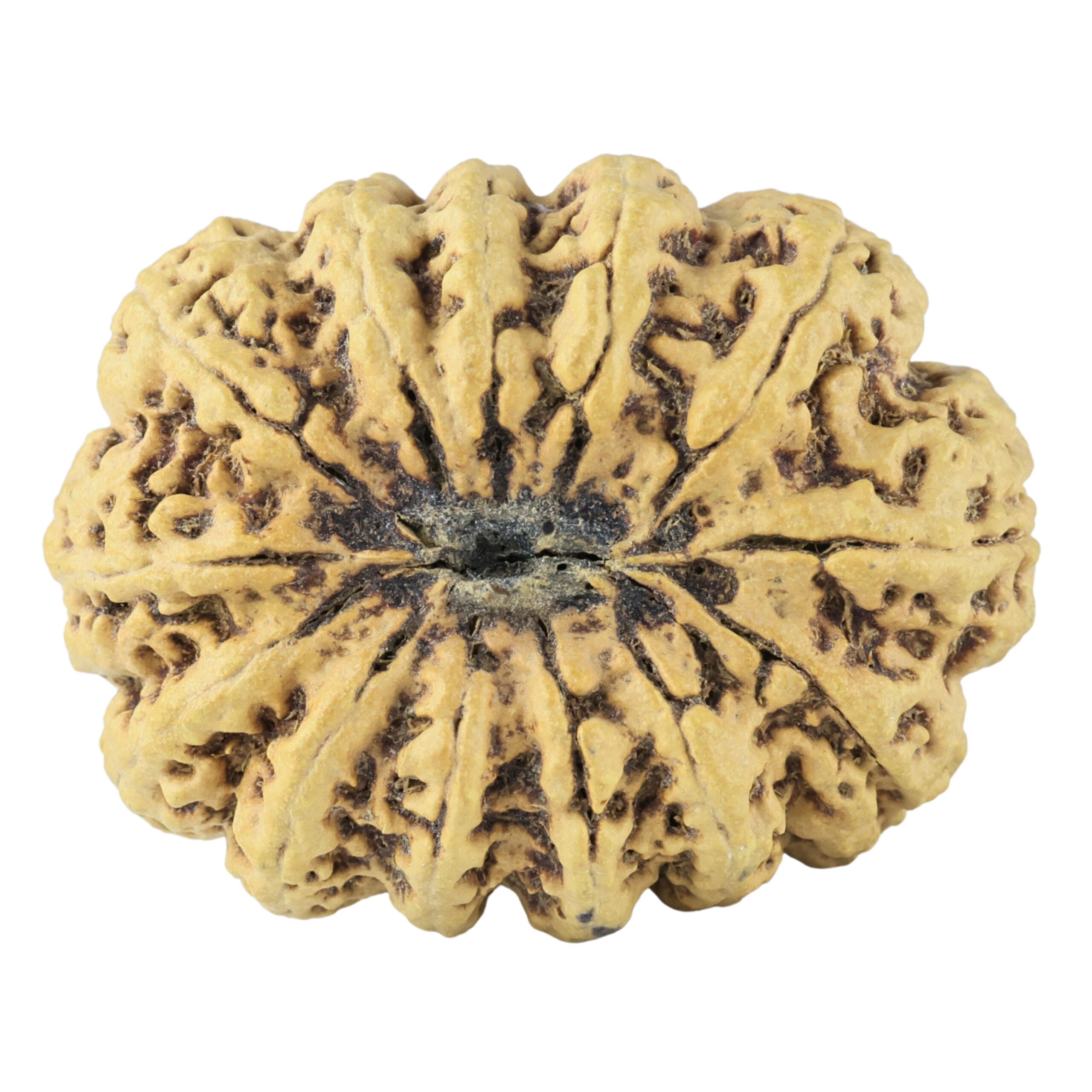 13 Mukhi Rudraksha 36.6mm 6.17gm - Rudraksha back