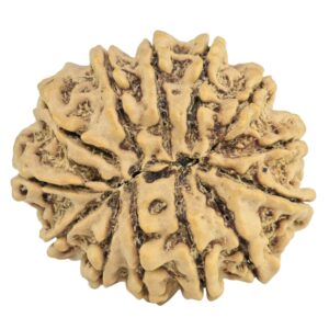 13 Mukhi Rudraksha 26mm 4.12gm - Rudraksha back