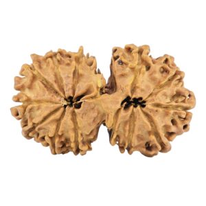 13 Mukhi Gaurishankar 33.9mm 4.61gm - Rudraksha back