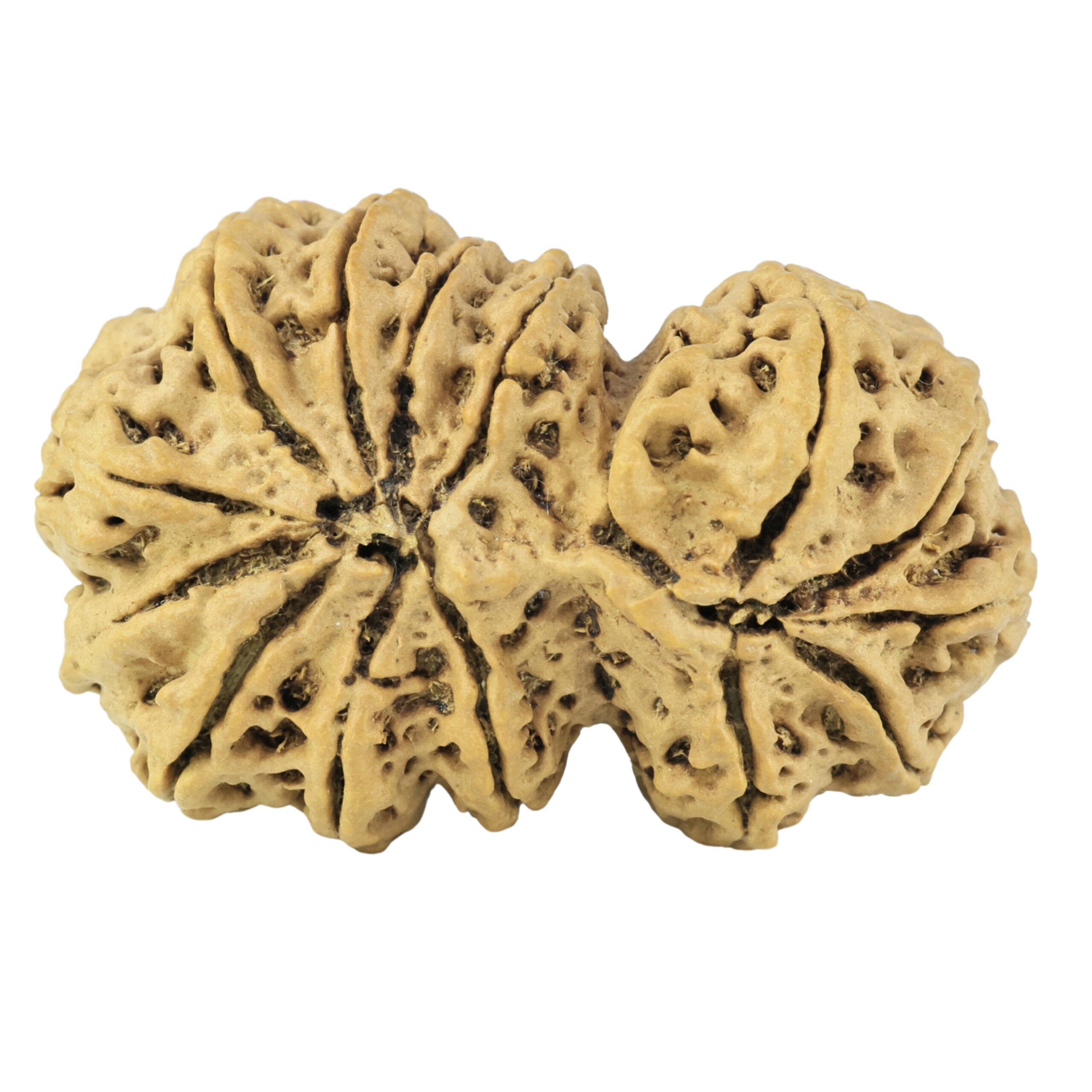 14 Mukhi Gaurishankar 35.8mm 5.68gm - Rudraksha back