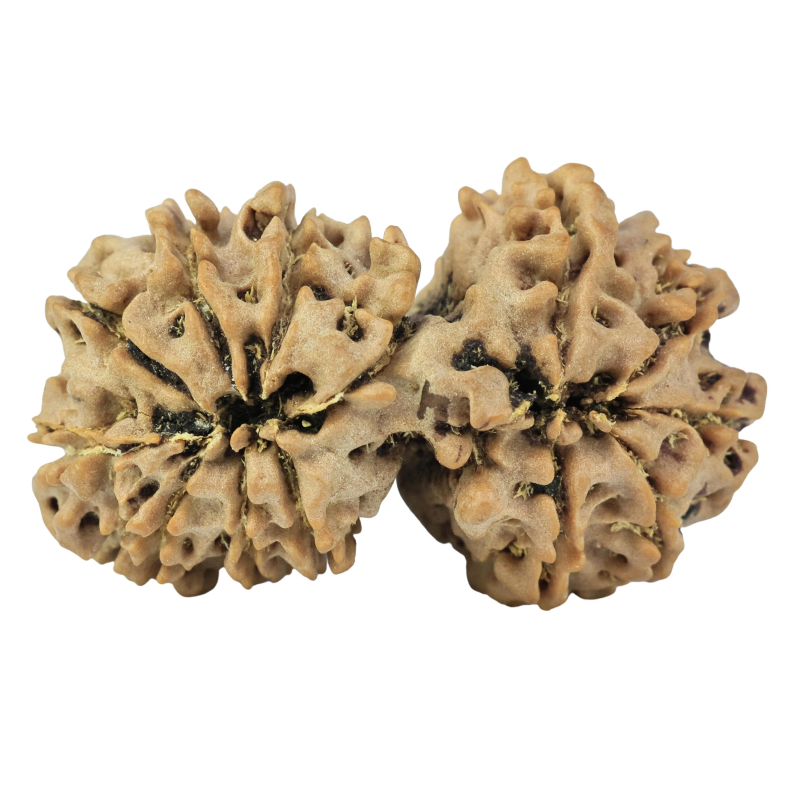 14 Mukhi Gaurishankar 33.2mm 5.56gm - Rudraksha back