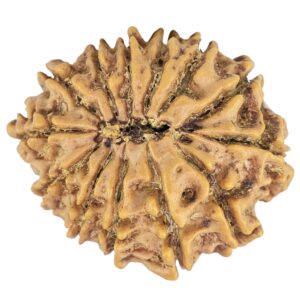 13 Mukhi Rudraksha 23.3mm 2.69gm - Rudraksha back