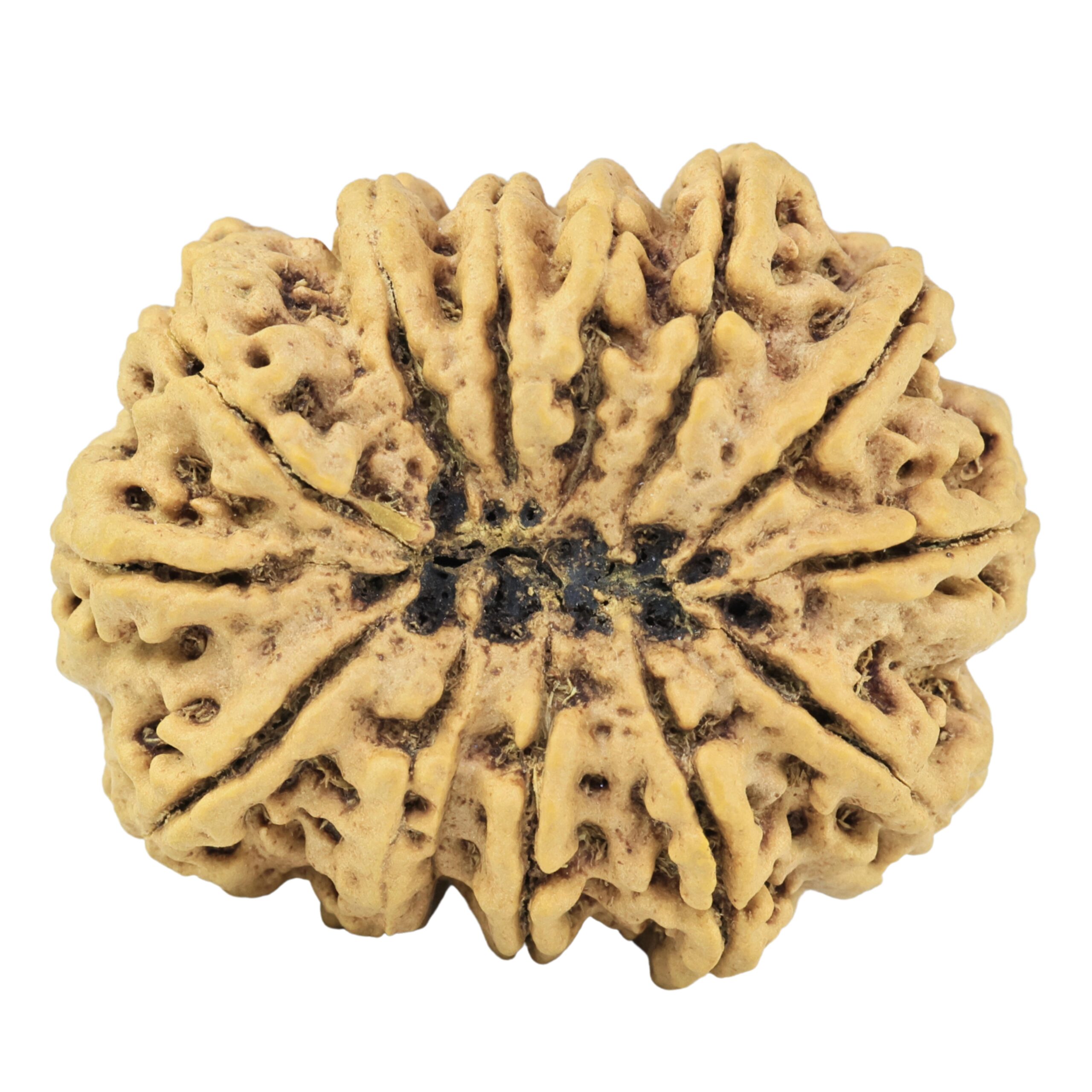 13 Mukhi Rudraksha 35.5mm 8.92gm - Rudraksha back