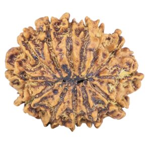 13 Mukhi Rudraksha 22.5mm 2.38gm - Rudraksha back