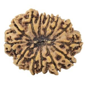 13 Mukhi Rudraksha 31.8mm 6.22gm - Rudraksha back
