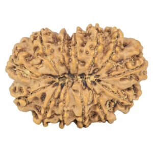 13 Mukhi Rudraksha 32.6mm 5.96gm - Rudraksha back
