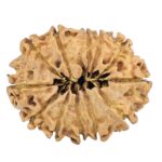 12 Mukhi Rudraksha 27.3mm 2.94gm - Rudraksha back