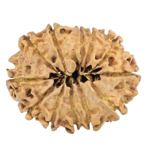 12 Mukhi Rudraksha 27.3mm 2.94gm - Rudraksha back