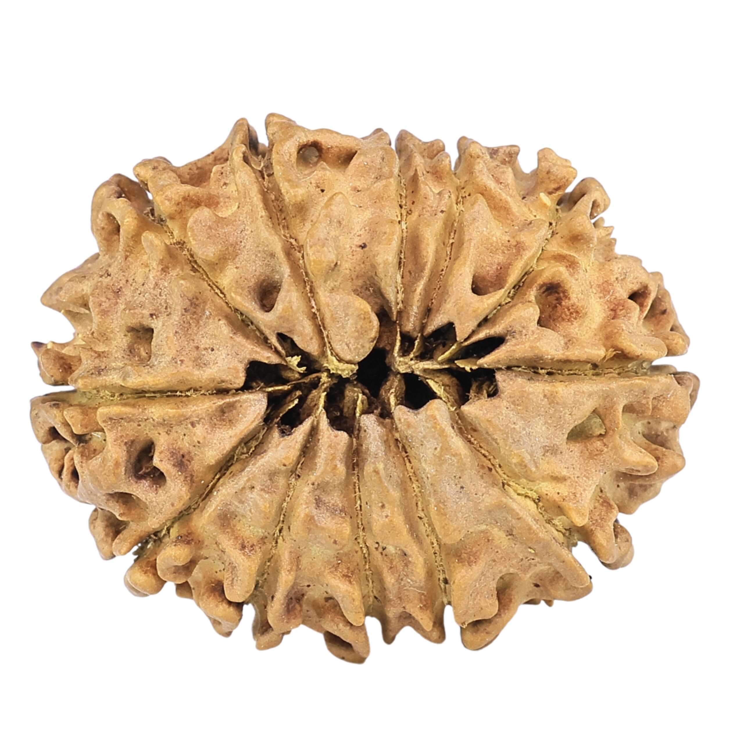 12 Mukhi Rudraksha 27.3mm 2.94gm - Rudraksha back
