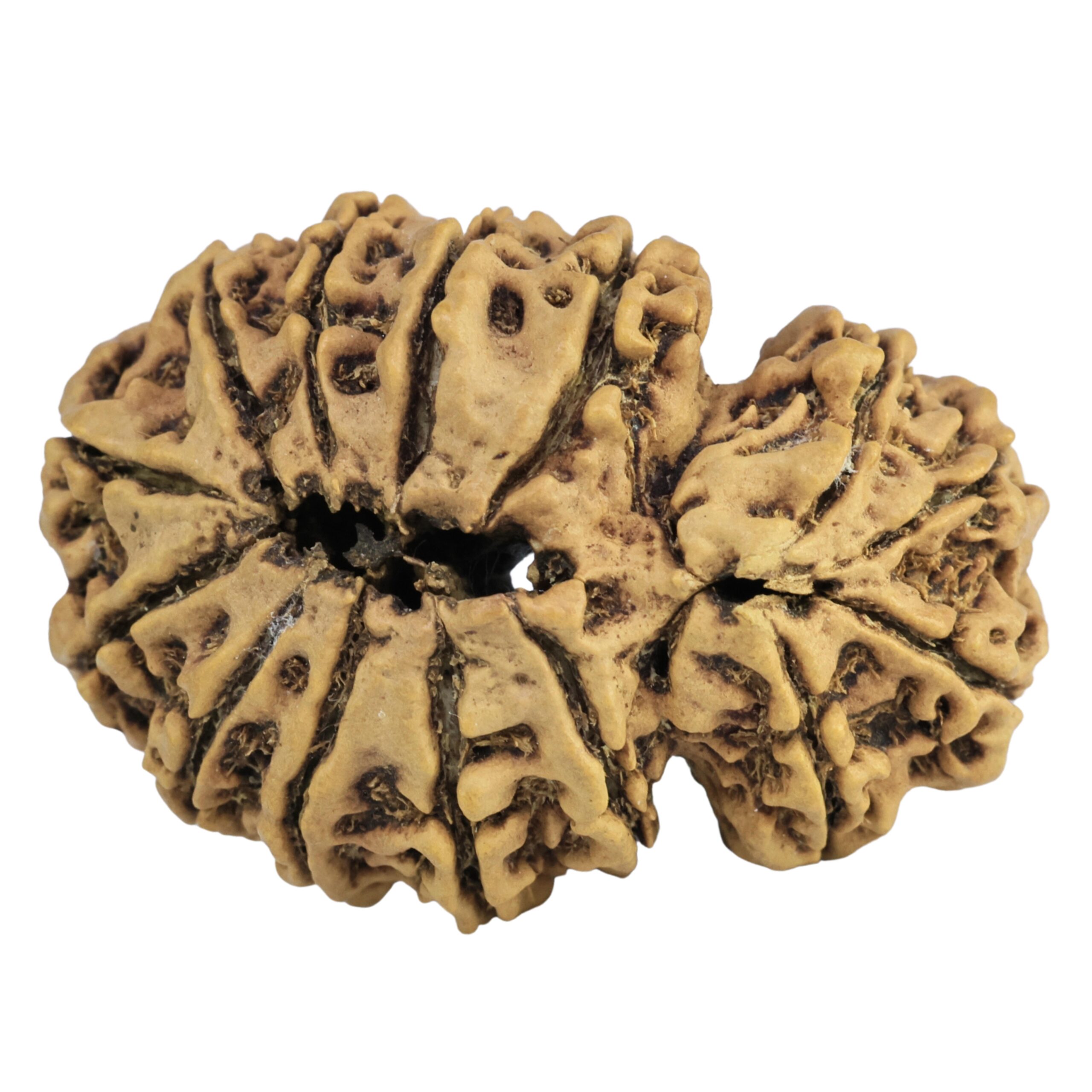 14 Mukhi Gaurishankar 34.1mm 5gm - Rudraksha back