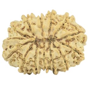 14 Mukhi Rudraksha 26mm 3.32gm - Rudraksha back