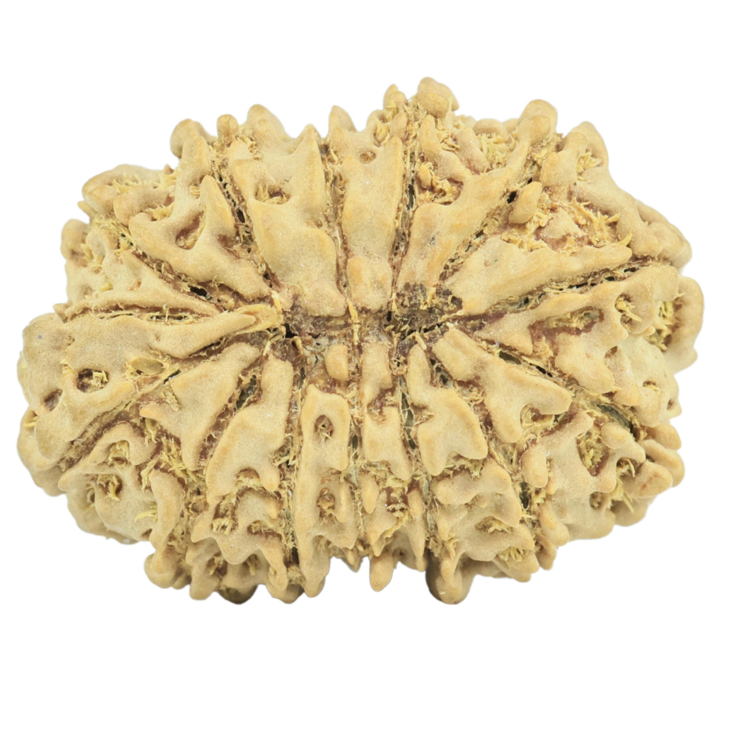 14 Mukhi Rudraksha 26mm 3.32gm - Rudraksha back