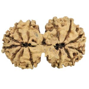 14 Mukhi Gaurishankar 35.6mm 3.25gm - Rudraksha back