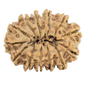 13 Mukhi Rudraksha 33mm 5.38gm - Rudraksha back