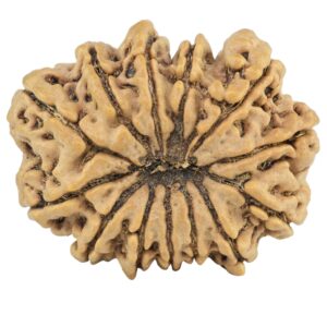13 Mukhi Rudraksha 30.9mm 6.06gm - Rudraksha back