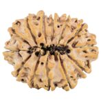 13 Mukhi Rudraksha 31.7mm 6.28gm - Rudraksha back