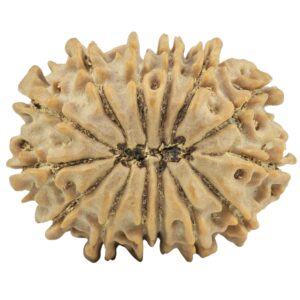 14 Mukhi Rudraksha 24.4mm 3.43gm - Rudraksha back