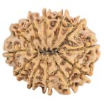 12 Mukhi Rudraksha 31.6mm 6.94gm - Rudraksha back