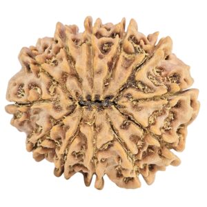 12 Mukhi Rudraksha 31.6mm 6.94gm - Rudraksha back