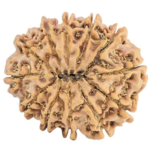 12 Mukhi Rudraksha 31.6mm 6.94gm - Rudraksha back
