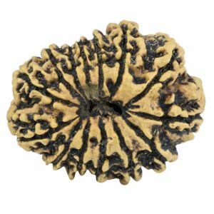 14 Mukhi Rudraksha 28.7mm 3.24gm - Rudraksha back