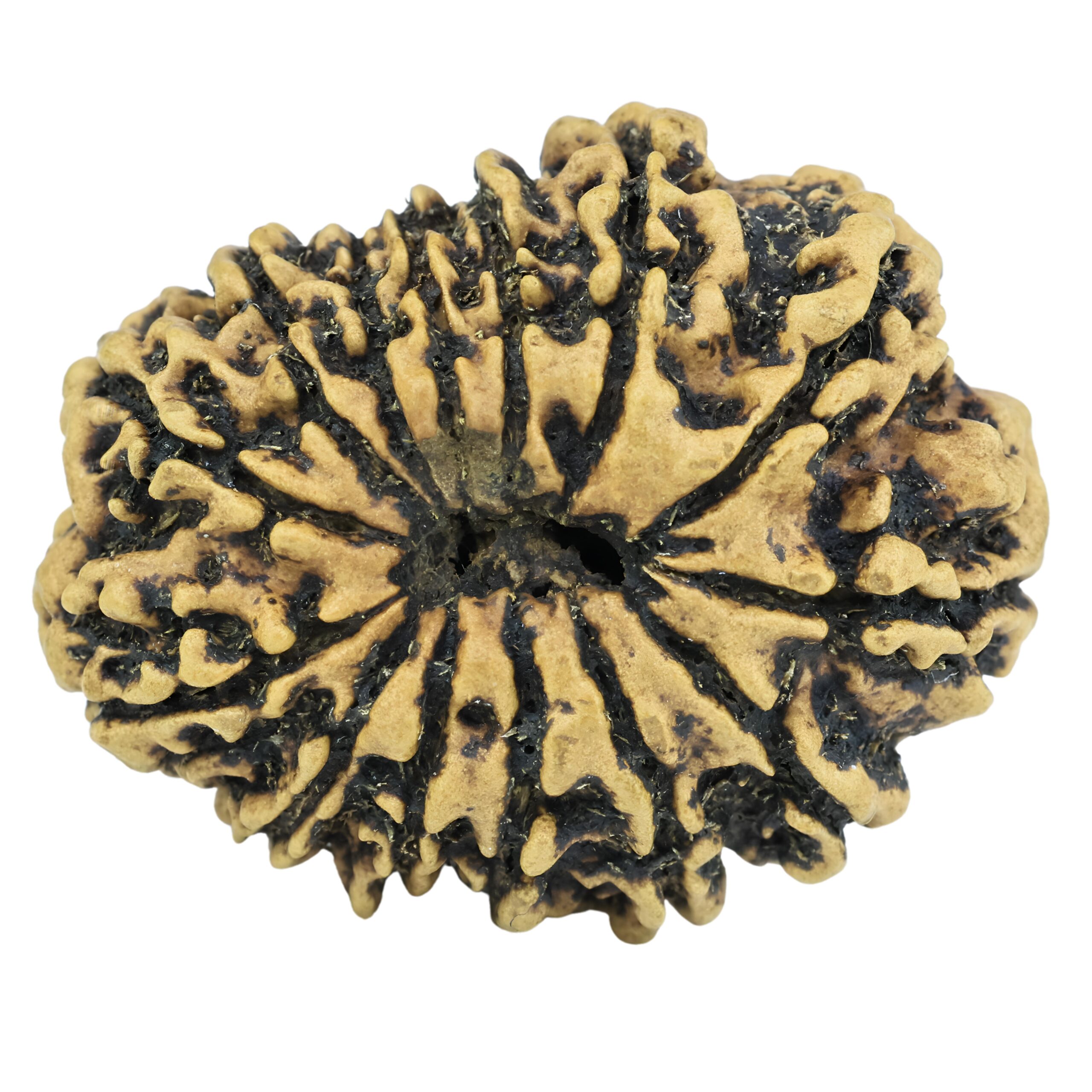 14 Mukhi Rudraksha 28.7mm 3.24gm - Rudraksha back