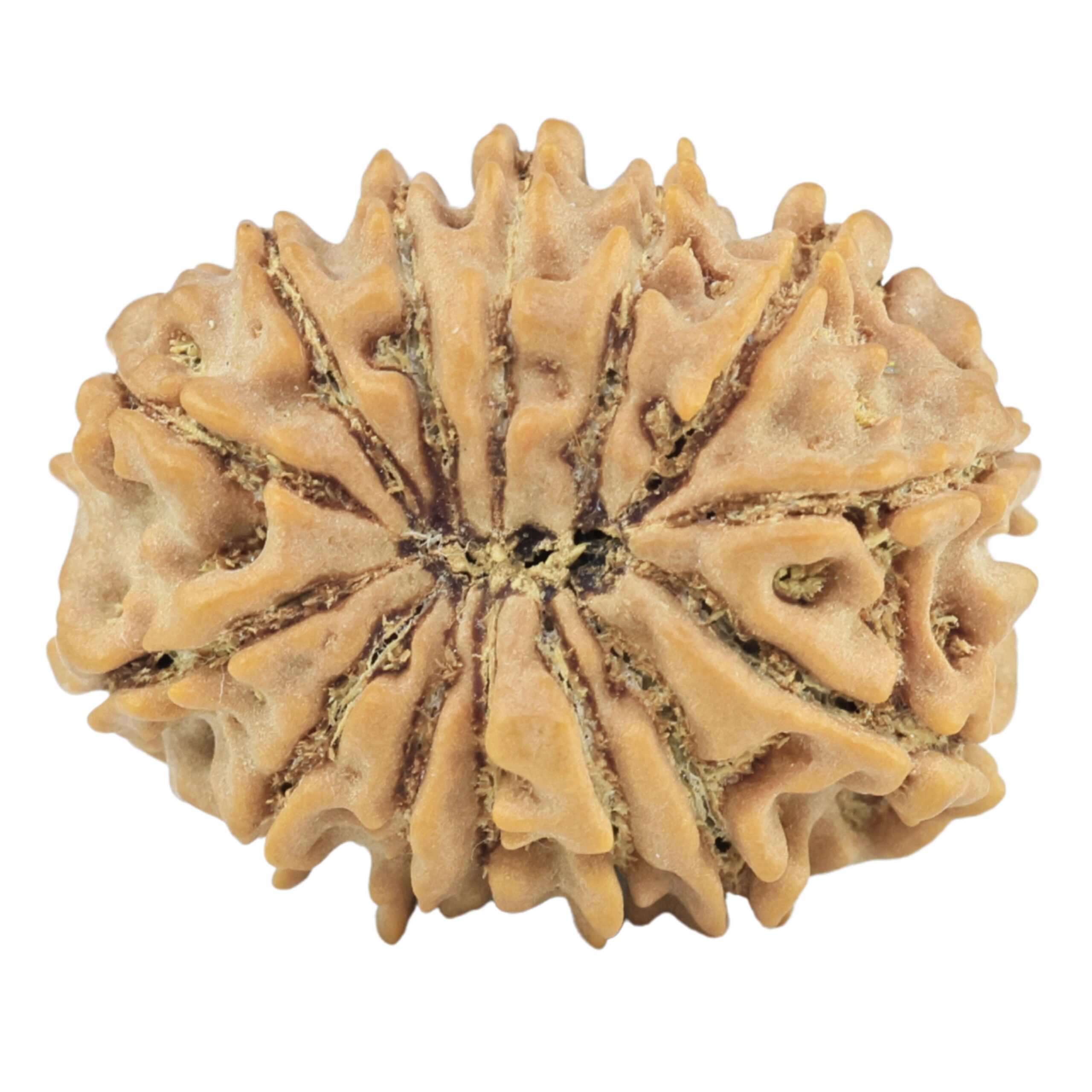 14 Mukhi Rudraksha 21.5mm 2.48gm - Rudraksha back