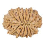 14 Mukhi Rudraksha 27.4mm 4.89gm - Rudraksha back