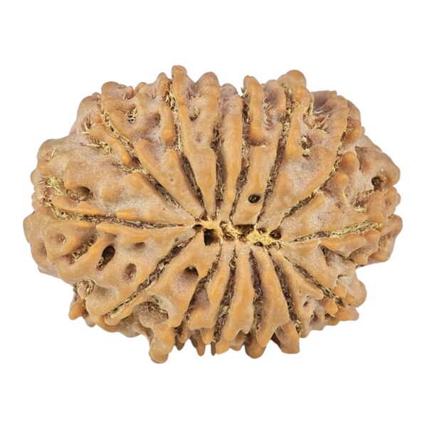 14 Mukhi Rudraksha 27.4mm 4.89gm - Rudraksha back