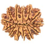 13 Mukhi Rudraksha 31.6mm 6.19gm - Rudraksha back