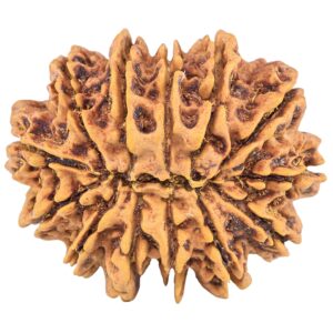 13 Mukhi Rudraksha 31.6mm 6.19gm - Rudraksha back