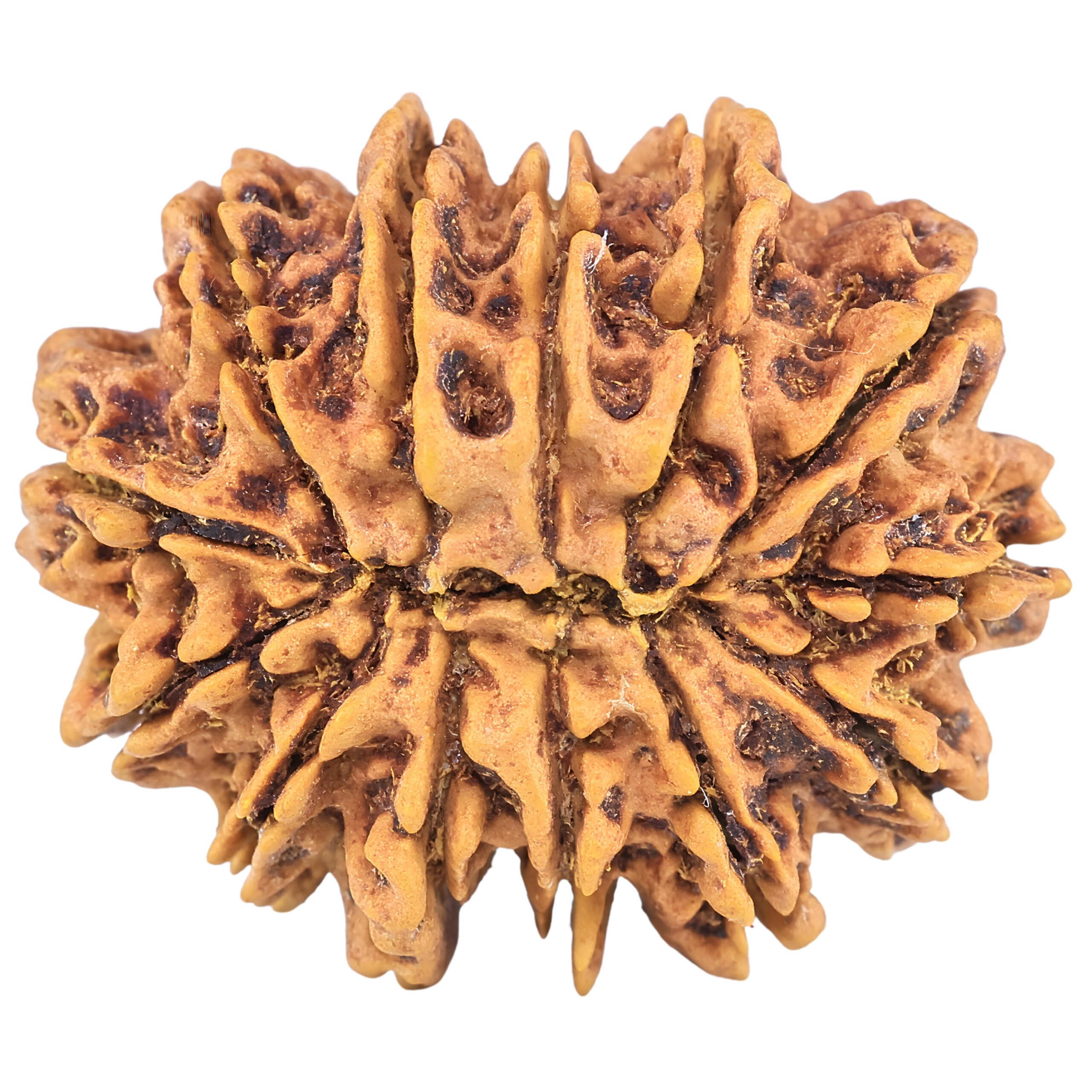 13 Mukhi Rudraksha 31.6mm 6.19gm - Rudraksha back