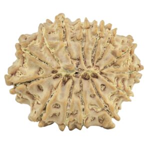 14 Mukhi Rudraksha 24.9mm 3.29gm - Rudraksha back