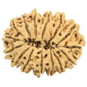 15 Mukhi Rudraksha 29.5mm 4gm - Origin: Nepal - Rudraksha back