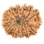 13 Mukhi Rudraksha 30.4mm 6.51gm - Rudraksha back