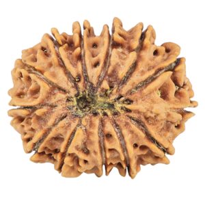 13 Mukhi Rudraksha 30.4mm 6.51gm - Rudraksha back