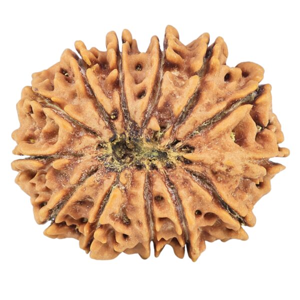 13 Mukhi Rudraksha 30.4mm 6.51gm - Rudraksha back