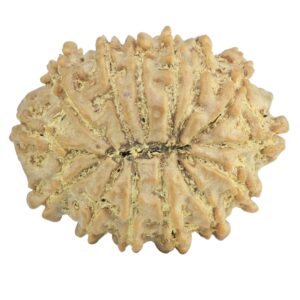 14 Mukhi Rudraksha 26mm 4.18gm - Rudraksha back