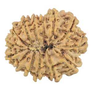 14 Mukhi Rudraksha 28.4mm 5gm - Rudraksha back