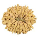 12 Mukhi Rudraksha 27.6mm 3.75gm - Rudraksha back