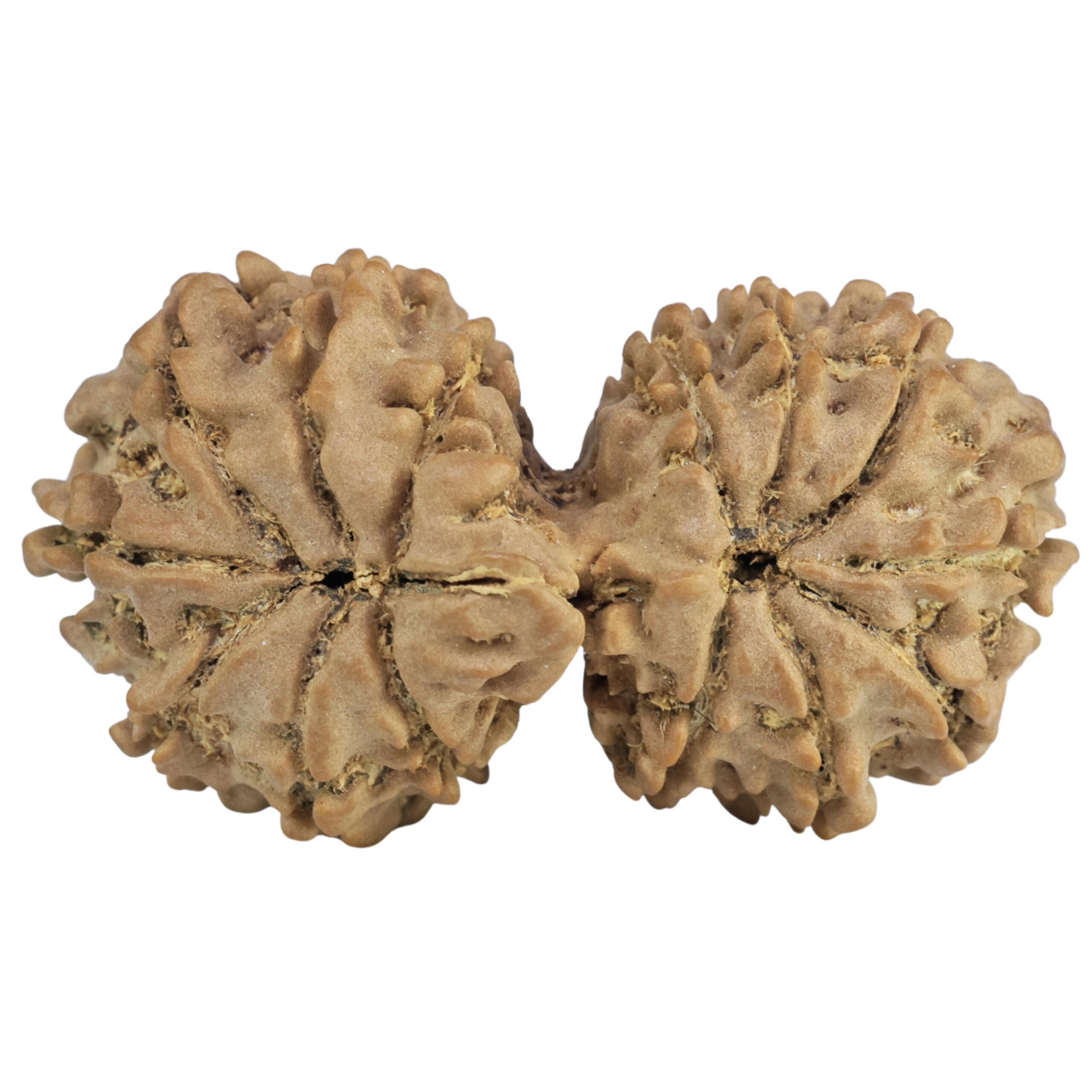 14 Mukhi Gaurishankar 35.5mm 4.64gm - Rudraksha back